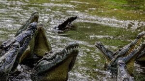 crocodile, teeth, nature, wild, wildlife, kenya, mombasa, dayoutke, africa, afrika, crocodile, mombasa, mombasa, mombasa, mombasa, mombasa