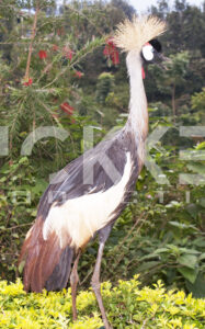 Hickkel Media Nature photography