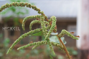 hickkel media nature photography